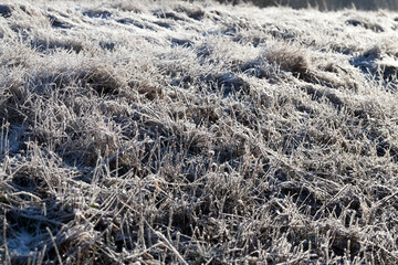 grass covered with ice and frost in the winter season