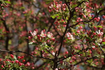 Branches of peach with white and red flowers