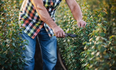 Obraz premium Gardening. Farmer cutting branches with a scissors on plantation, close up photo. Agricultural concept