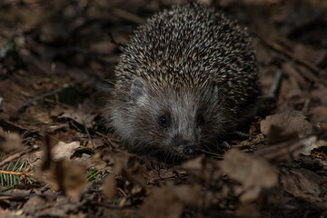 Fototapeta premium hedgehog in the grass