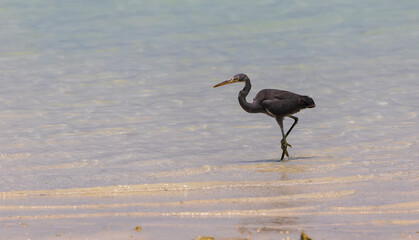 Coastal heron on the beaches of Abu Dhabi