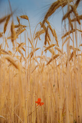 A single red flower among wheat stalks, a poppy seed flower, wheat grains in a blue sky