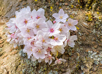 Beautiful blossoms grow on the trunk of a cherry blossom tree