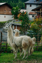 llamas in alpine village, dolomites, italy