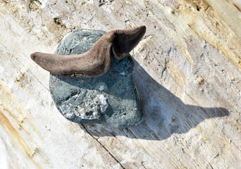 Beach combing finds, close-up photography in nature with simple isolated subjects in natural rocky beach setting.