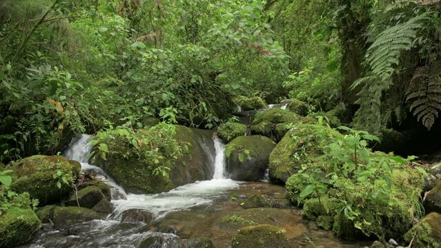 Tropical cloud forest river, La Amistad International Park, Chiriqui, Panama, Central America - stock video