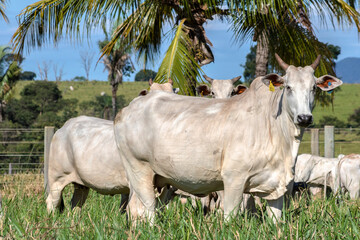 Herd of Nelore cattle grazing in a pasture on the brazilian ranch