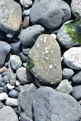 Beach combing finds, close-up photography in nature with simple isolated subjects in natural rocky beach setting.
