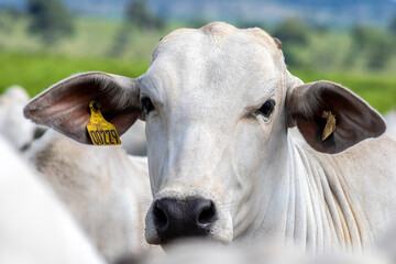 Herd of Nelore cattle grazing in a pasture on the brazilian ranch