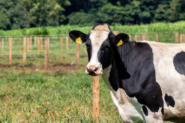 Naklejka na ściany i meble Portrait of milk cow with distinctive markings on pasture. Tagged ears to identify animals.