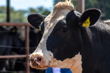Portrait of milk cow with distinctive markings on pasture.  Tagged ears to identify animals.