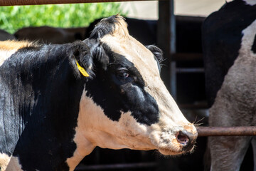 Portrait of milk cow with distinctive markings on pasture.  Tagged ears to identify animals.