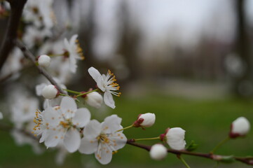 blooming tree