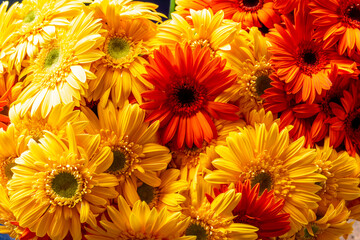 Gerbera flowers pattern on the Market in Brazil