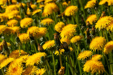 yellow beautiful dandelion flowers with seeds