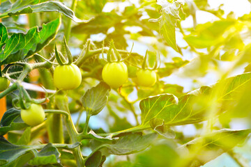 Young green tomatoes grow in a greenhouse in the garden in bright sunlight. Close-up, selective focus