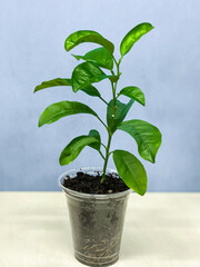 Green citrus sprout in plastic pot on blue background. Eearth day