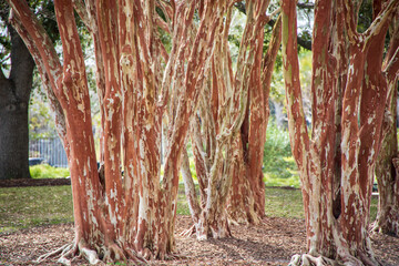 Closeup of textured tree bark