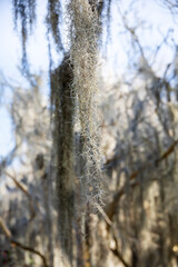 
Closeup of Spanish moss hanging from a tree