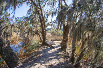 Trees with moss in a swamp 