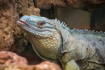 Closeup of an iguana at a zoo