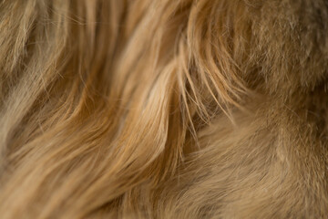 Background, texture of ginger cat  fluffy fur for designers. close-up fragment