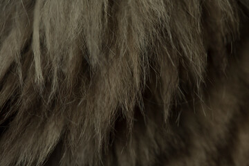 Natural fur texture closeup. Texture