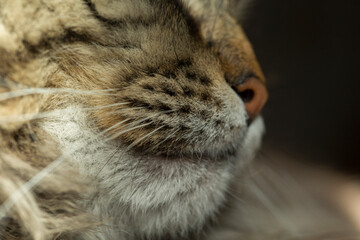 Obraz premium nose and mouth of a cat, close-up