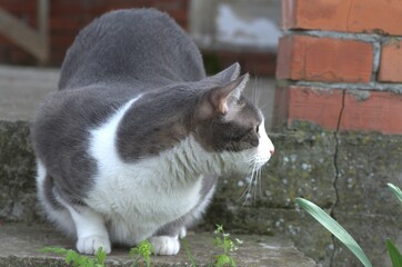 Portrait of a pet gray-white cat, illuminated by daylight.