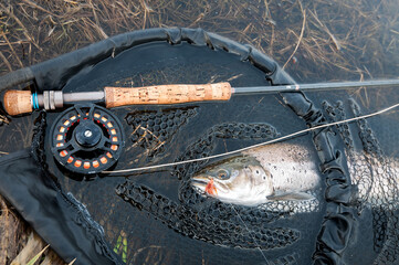 Sea trout on fly rod
