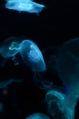 Low key jellyfish in sea saltwater aquarium ocean life, color photography with space for text 