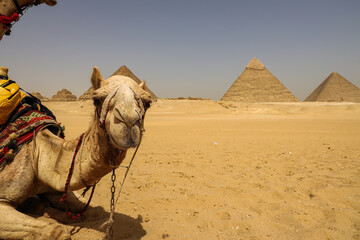 A camel lies on the desert sand in front of the Pyramids of Giza in Cairo, Egypt.