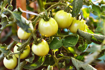 Young green tomatoes grow in a greenhouse in the garden, evening sun. Close-up, selective focus, soft focus.