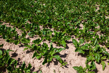 agricultural field with growing sugar beet for the production of sugar