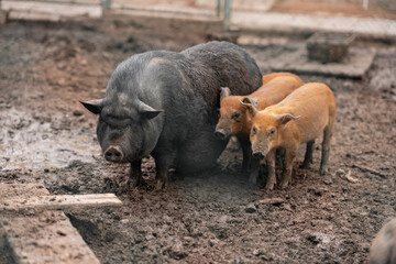 black big fat pot-bellied Vietnamese pig and two cute ginger piglets on a farm. Family of domestic pigs.