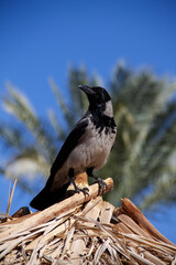 an adult gray crow sits on a grass roof