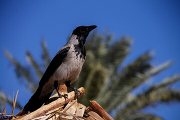 an adult gray crow sits on a grass roof