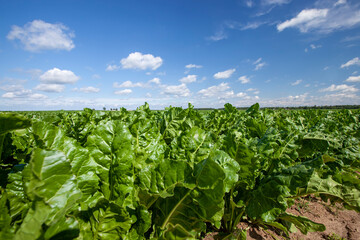 agricultural field where beets grow for food production