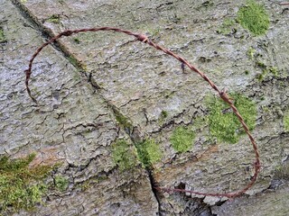 barbed wired tree