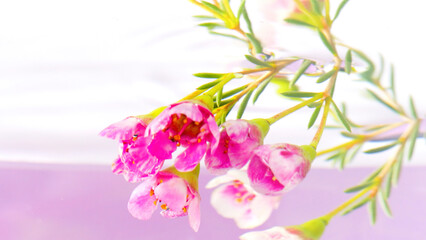 Beautiful pink flower buds that twist around themselves in crystal clear water. Stock footage. Small bright flowers in a liquid with green stems are rotated in a circle.