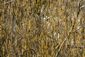 Bright spring background - blooming catkins on a birch tree. Spring nature.Close up. Natural background. Allergy to birch pollen.  Abstract spring photo background.