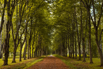 Tall green trees and path in a forest for the trip.