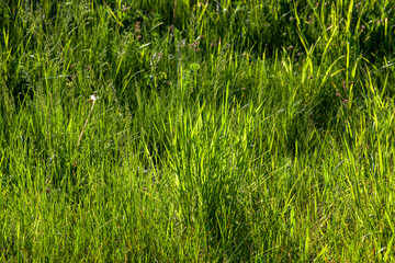 young green grass illuminated by sunlight, closeup