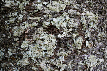 Old Tree Trunk Bark Texture with Organic Growth