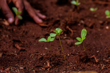 African farmer transplanting seedlings