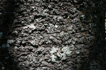 Old Tree Trunk Bark Texture