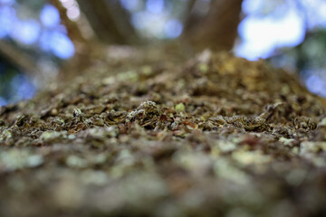 Pine Tree Bark Isolated Focus Looking Up Perspective