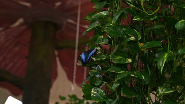Closeup of a butterfly danaus juvents manillana collecting pollen.Blue	
