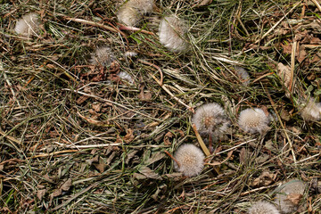 sluggish and dried grass during the harvesting of hay for agriculture
