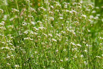 grass with flowers and other plants in the summer